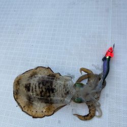 初ティップラン