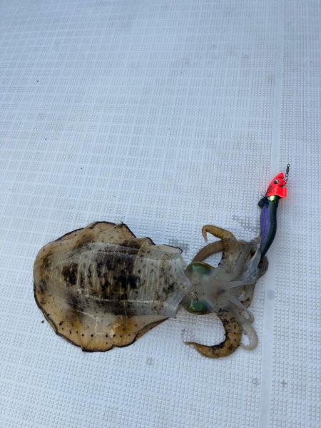 初ティップラン