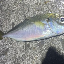 南港、舞洲調査