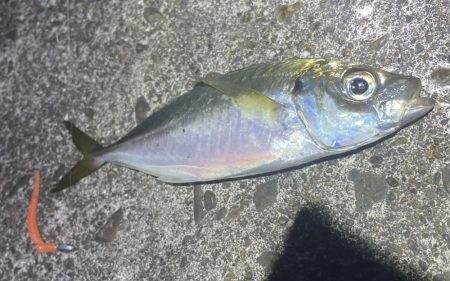 南港、舞洲調査