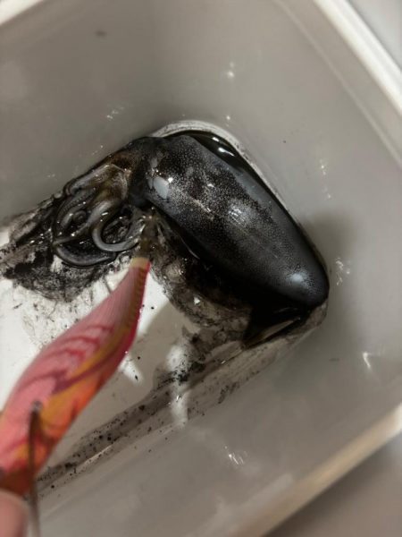 エギング　雨で中断でした