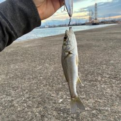 チーバス祭開催中