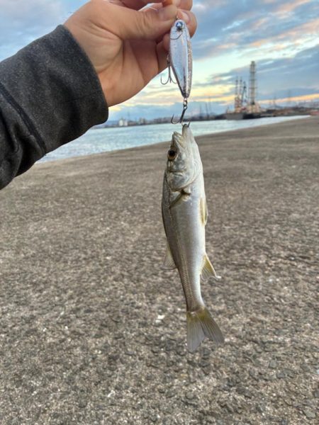 チーバス祭開催中
