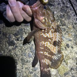 たまに釣れるお魚