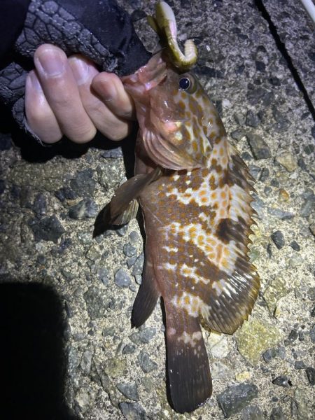 たまに釣れるお魚