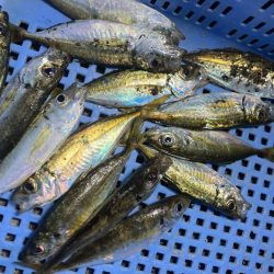 癒しの豆アジング