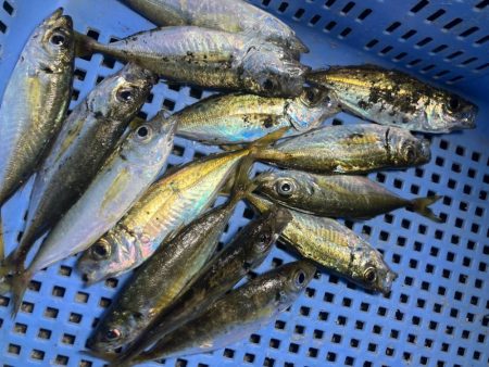 癒しの豆アジング