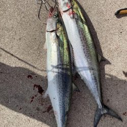 ショアジギング