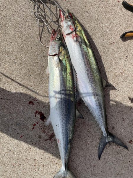 ショアジギング