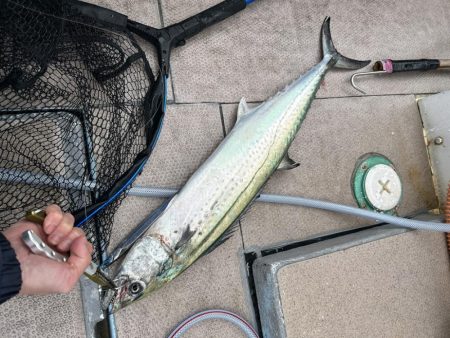 サワラカッター地獄