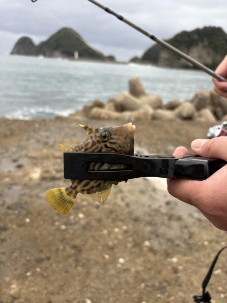 秋イカ探し　失敗2