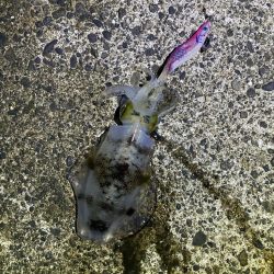 短時間エギング