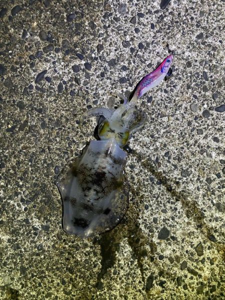 短時間エギング