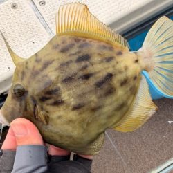 カワハギ/カワハギ仕掛け