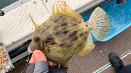 カワハギ/カワハギ仕掛け