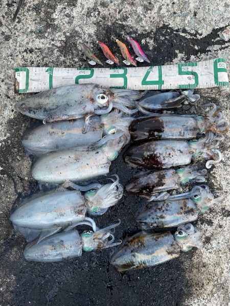 2025 佐渡ヶ島エギング Vol.38【10月24日】