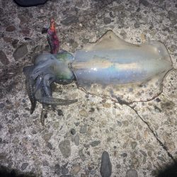 風裏でエギング