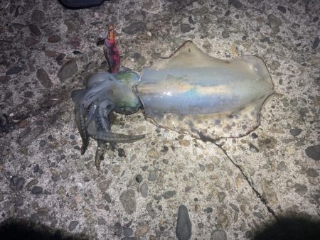 風裏でエギング