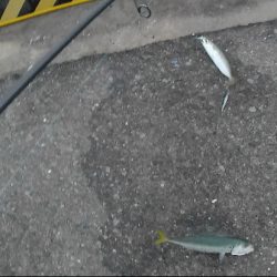 佐賀でちょっと釣り