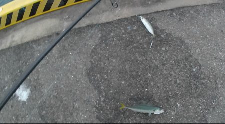 佐賀でちょっと釣り