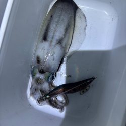 ナイトエギング