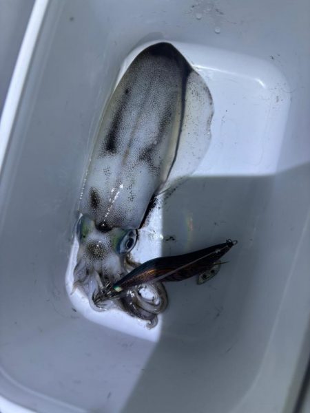 ナイトエギング