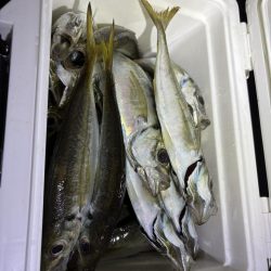 アジング釣査　爆釣