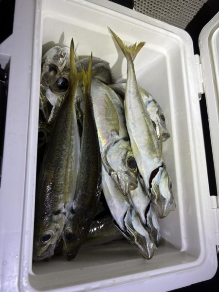 アジング釣査　爆釣