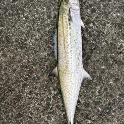 サゴシシーズン6