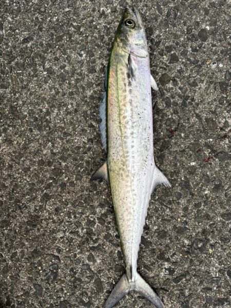 サゴシシーズン6