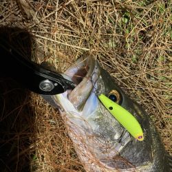 シーバスフィッシング