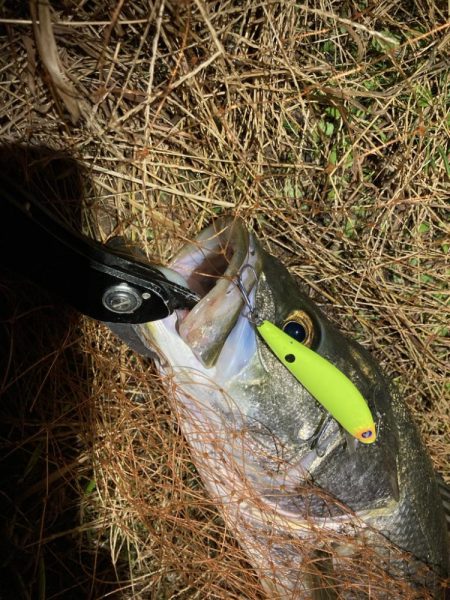 シーバスフィッシング