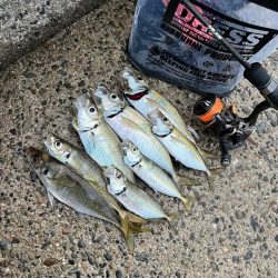 朝マズメ・夕マズメ