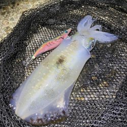 秋🦑 中々サイズが伸びない😅