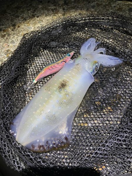 秋🦑　中々サイズが伸びない…