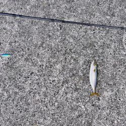 サバが沸いていた