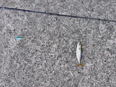 サバが沸いていた