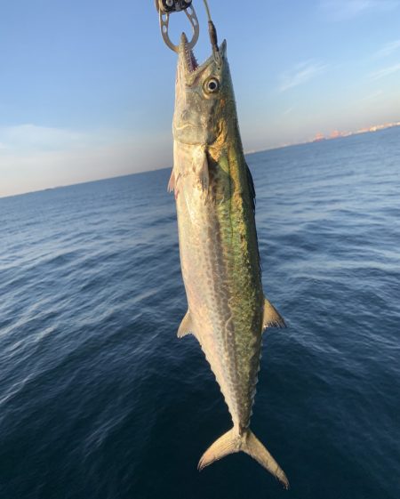 朝マヅメサゴシ