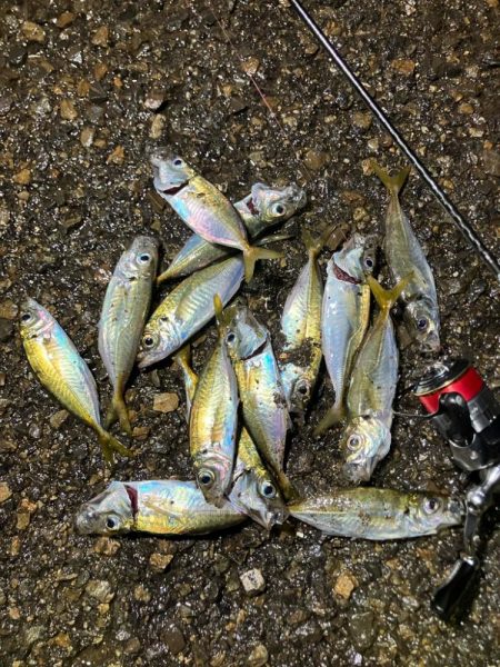 月夜の豆アジング