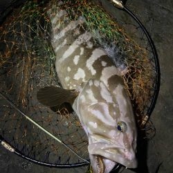 またまたアラキャッチ