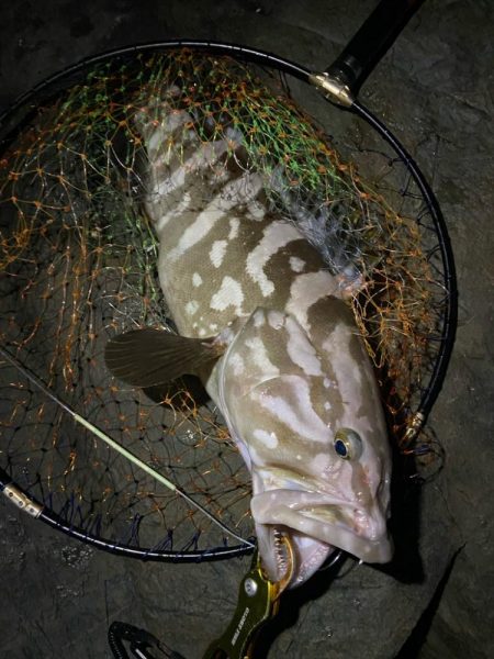 またまたアラキャッチ