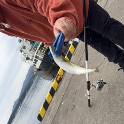 たまにはのんびりサビキ釣り