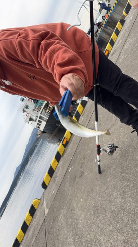 たまにはのんびりサビキ釣り