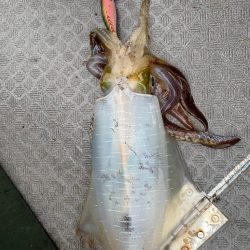 和歌山ティップラン