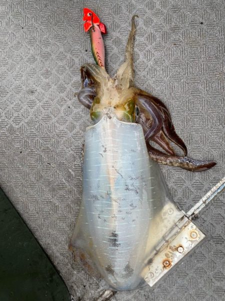 和歌山ティップラン