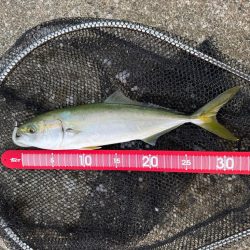 半信半疑アジング