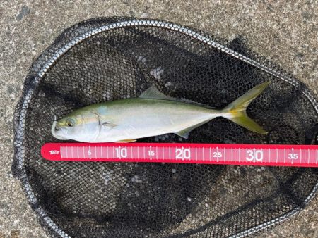 半信半疑アジング