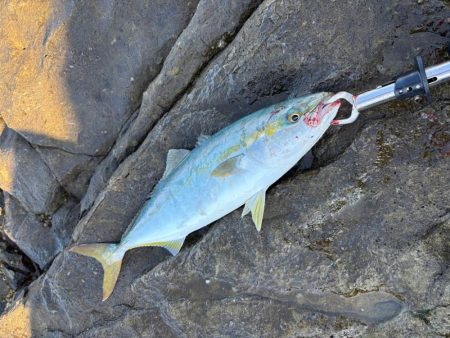 和歌山沖磯ロックショア