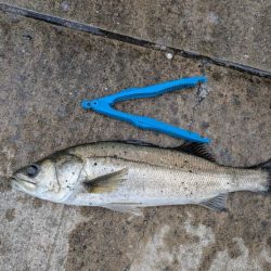 アジやセイゴが釣れてます