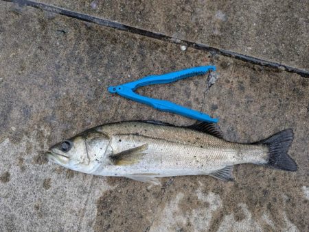 アジやセイゴが釣れてます